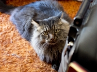 Hermes (OM 50 1.4) PB015